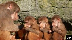 Tiga anak monyet diberi makan oleh induknya di kebun binatang di Hamburg, Jerman utara, Rabu, 30 Oktober 2019. (Foto: Magdalena Troendle via AP)