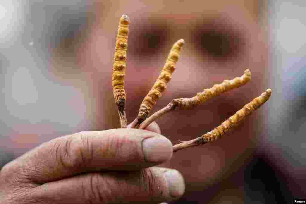 A picker shows cordyceps, fungi believed to possess aphrodisiac and medicinal powers, that he collected on a mountain in the Amne Machin range in China&rsquo;s western Qinghai province.