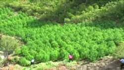 Shqipëri shtohen sipërfaqet me drogë