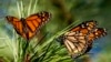 FILE - Monarch butterflies land on branches at Monarch Grove Sanctuary in Pacific Grove, California, Nov. 10, 2021. 