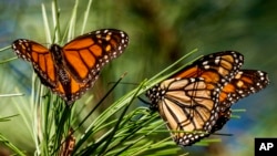 FILE - Monarch butterflies land on branches at Monarch Grove Sanctuary in Pacific Grove, California, Nov. 10, 2021. 