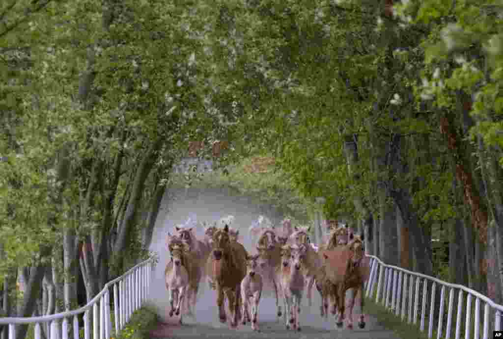 Haflinger mares and their foals run together during the year's first turn-out to grass at Europe's largest Haflinger stud-farm in Meura, central Germany, April 28, 2020. 