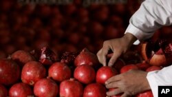 Ali Akbar, seorang penjual delima asal Afghanistan menata produknya saat Pameran Delima Dunia di Peternakan Badam Bagh di Kabul, Afghanistan, Kamis, 20 November 2008. (Foto: AP)