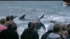Традиция, которая убивает: фильм Майка Дэя «Острова и киты» о китобойном промысле на Фарерских островах