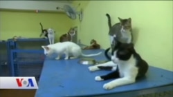 Evcil Kediler 10 Bin Yıldır İnsanlarla Yaşıyor