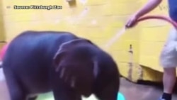 NO COMMENT: Փղիկի լողավազանը