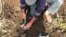 FILE - In this still image made from video taken May 19, 2015 provided by the Syrian Center for Demining and Rehabilitation, a volunteer deminer collects several cluster munitions from the ground in Daraa, Syria.