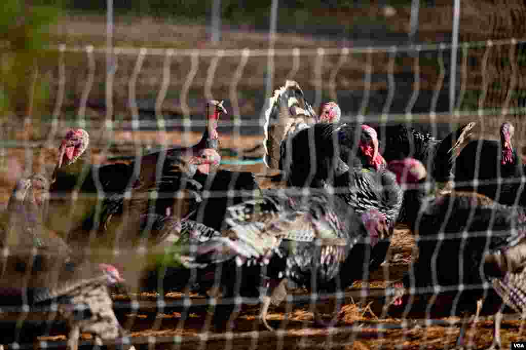 Heritage turkeys at Crowfoot farm. (Alison Klein/VOA)