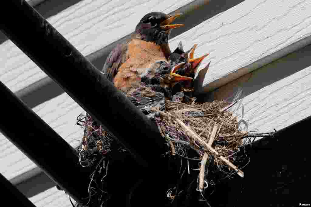 A robin bird protects her young in their nest in Nyack, New York.