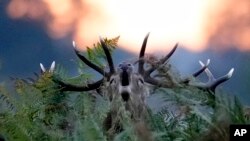 A red deer stag bellows at sunrise during the rutting (breeding) season which takes place during autumn, in Bushy Park, south west London, Oct. 13, 2021. (AP Photo/Matt Dunham)