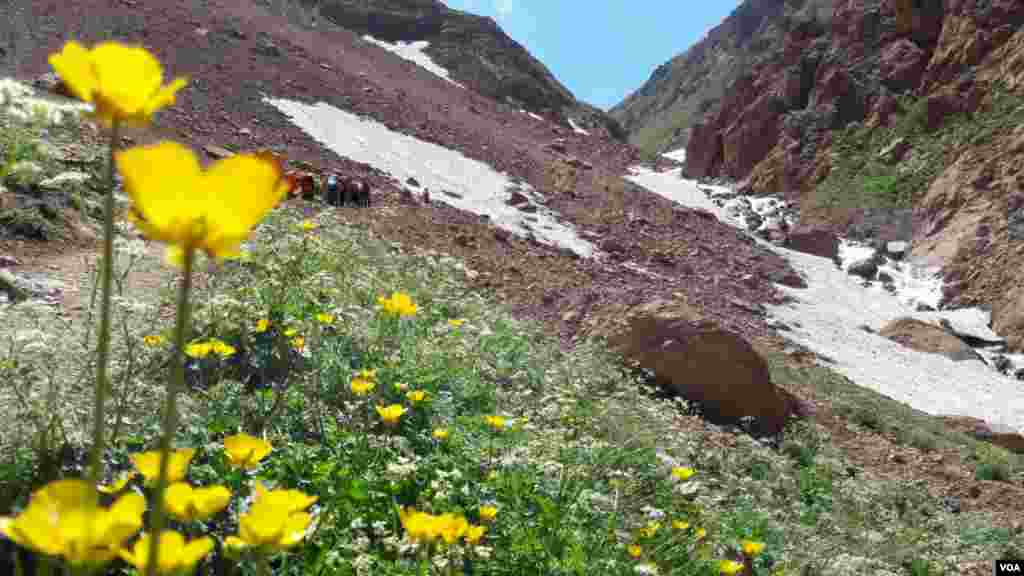 طببعت زیبای علم کوه مازندران عکس: مجید از اصفهان (ارسالی شما)