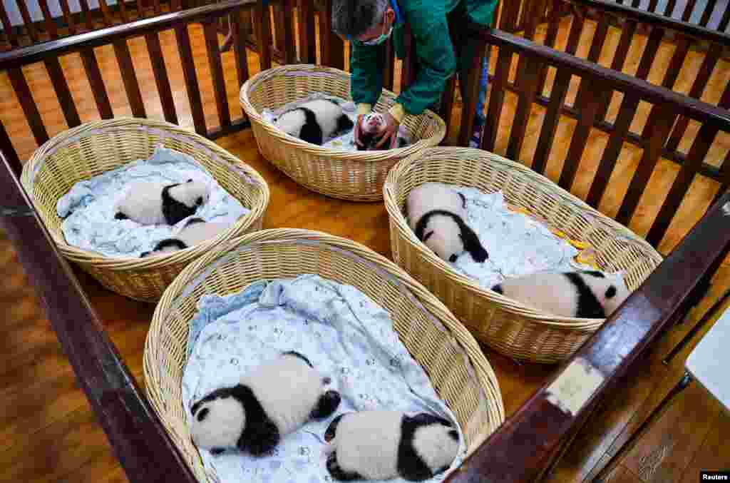 Mladunčad pande, rođena ove godine, odmaraju u sobi za parenje u bazi za džinovske pande&nbsp; Šenšuping u nacionalnom prirodnom rezervatu Volong (National Nature Reserve Wolong), u pokrajini Sičuan u Kini, 22. septembar 2021. (Foto: Reuters/China Daily)