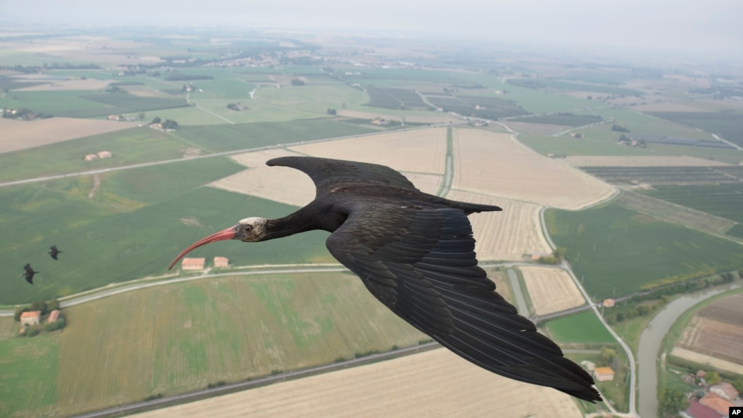 This photo provide by Waldrappteam Conservation & Research shows the migration from Northern Bald Ibis, or the Waldrapp from Seekirchen am Wallersee in Austria to Oasi Laguna di Orbetello in Italy during August and September 2022.