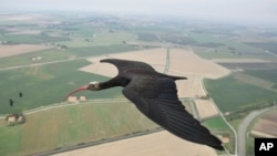 This photo provide by Waldrappteam Conservation & Research shows the migration from Northern Bald Ibis, or the Waldrapp from Seekirchen am Wallersee in Austria to Oasi Laguna di Orbetello in Italy during August and September 2022.