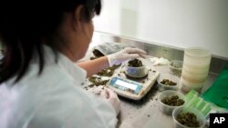 FILE - A technician works at Tikkun Olam medical cannabis farm, near the northern Israeli city of Safed, Israel, Nov. 1, 2012.