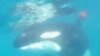Diver Rescues Killer Whale