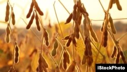 Picture of soybean plants