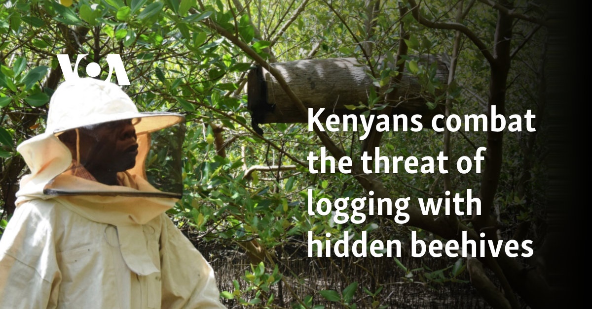 Kenyans combat the threat of logging with hidden beehives