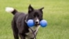 Bailey plays in the yard at the Dane County Humane Society in Madison, Wisconsin (Dane County Humane Society)