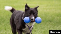 Bailey plays in the yard at the Dane County Humane Society in Madison, Wisconsin (Dane County Humane Society)