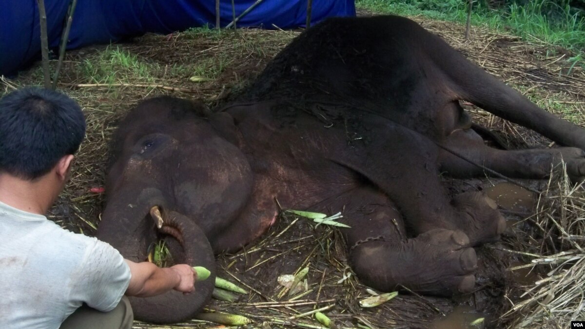 Gajah Sumatera Di Kebun Binatang Bandung Mati Tak Terawat