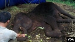 Gajah bernama Yani yang mati secara tragis di Kebun Binatang Bandung tahun lalu. (foto dok.: VOA/R.Teja Wulan)