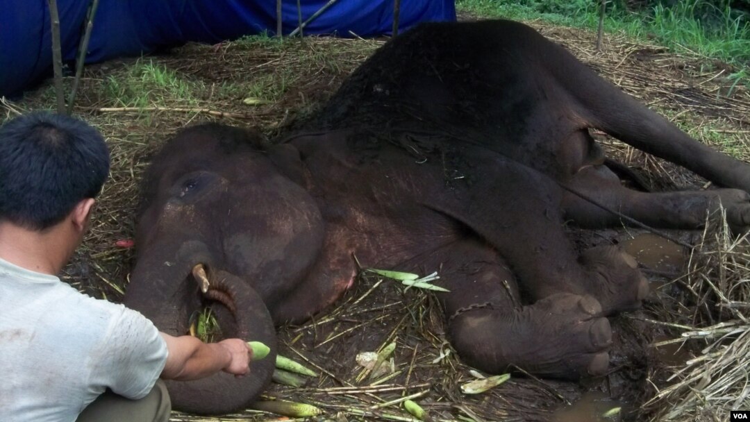 Gajah bernama Yani yang mati secara tragis di Kebun Binatang Bandung tahun lalu. (foto dok.: VOA/R.Teja Wulan)