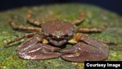 This photos shows the chocolate porcelain crab. (Jackie Sones/UC Davis)