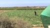 Tunnel Closures Hit Gaza Farmers