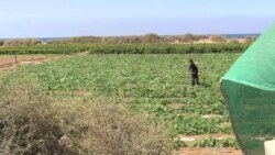 Tunnel Closures Hit Gaza Farmers