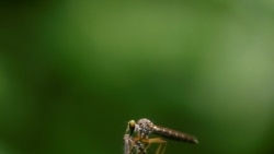 300 scientifiques pour lutter contre les maladies à transmission vectorielle