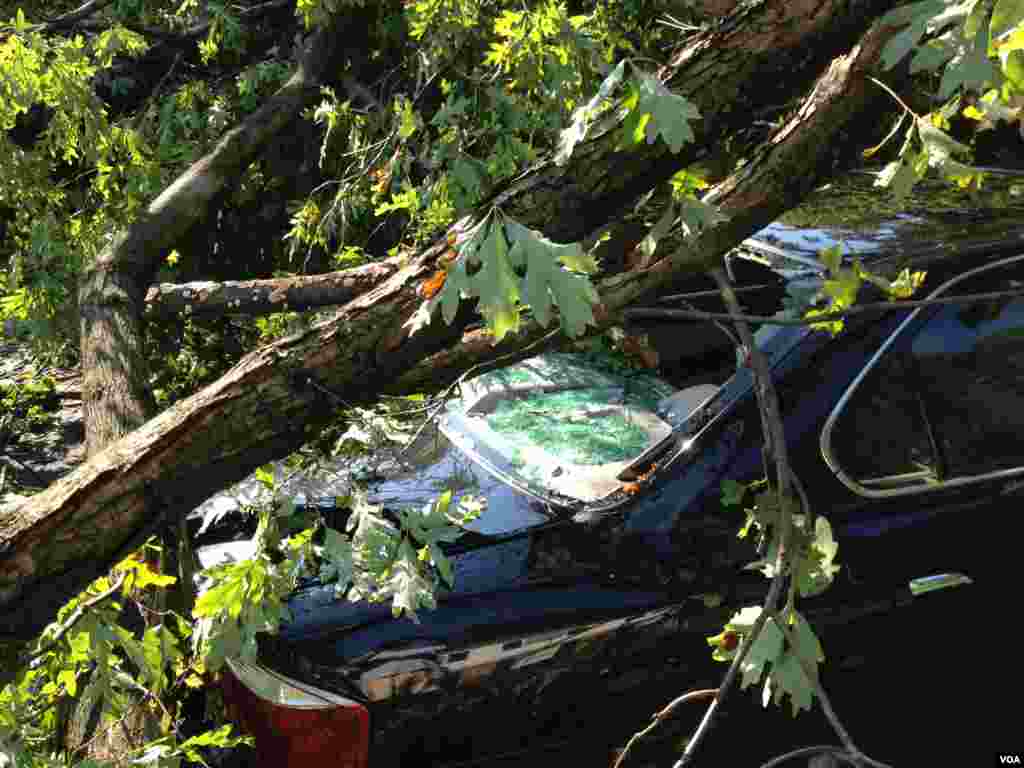 A car hit by a tree in the storm, Bethesda, Maryland, July 1, 2012. (G. Conway/VOA)