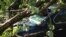 A car hit by a tree in the storm, Bethesda, Maryland, July 1, 2012. (G. Conway/VOA)