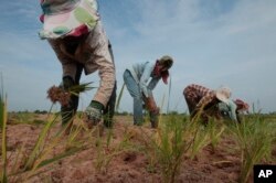 FILE - Cambodian farmers plant rice on the dry earth in the rice paddy on the outskirts of Phnom Penh, Cambodia.