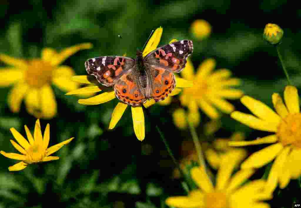 A VanesSa braziliensis butterfly is pictured at the San Martin square in Buenos Aires, Argentina.
