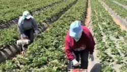 Amerika dalalarida kim ishlaydi? US farm workers