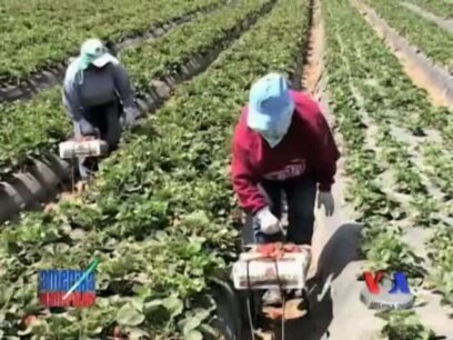 Amerika dalalarida kim ishlaydi? US farm workers