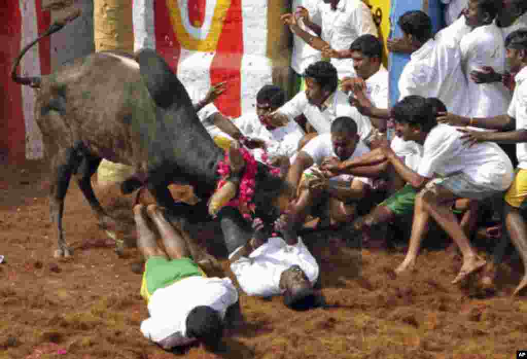 Villagers are pinned down by a bull during a bull-taming festival on the outskirts of Madurai town, about 500 km (311 miles) from the southern Indian city of Chennai January 17, 2012.