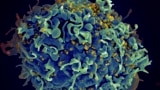 Ljudska ćelija pod napadom virusa HIV (Foto: Seth Pincus, Elizabeth Fischer, Austin Athman/National Institute of Allergy and Infectious Diseases/NIH via AP)