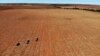 (FILE) Farm employees spread fertilizer on a farm in South Africa.