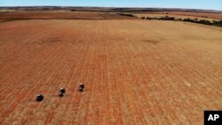 (FILE) Farm employees spread fertilizer on a farm in South Africa.