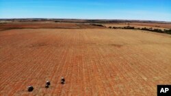 Farm employees spread fertilizer on a farm in Gerdau, North West province, South Africa, Nov. 19, 2018. (AP Photo/Jerome Delay, File)