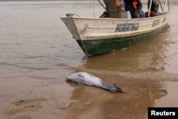 A dead dolphin washes up on Lake Tefe during the worst drought on record that has lowered the water level of the rivers and lakes in the Amazon basin to historic lows, in Tefe, Amazonas state, Brazil, Sept. 18, 2024.