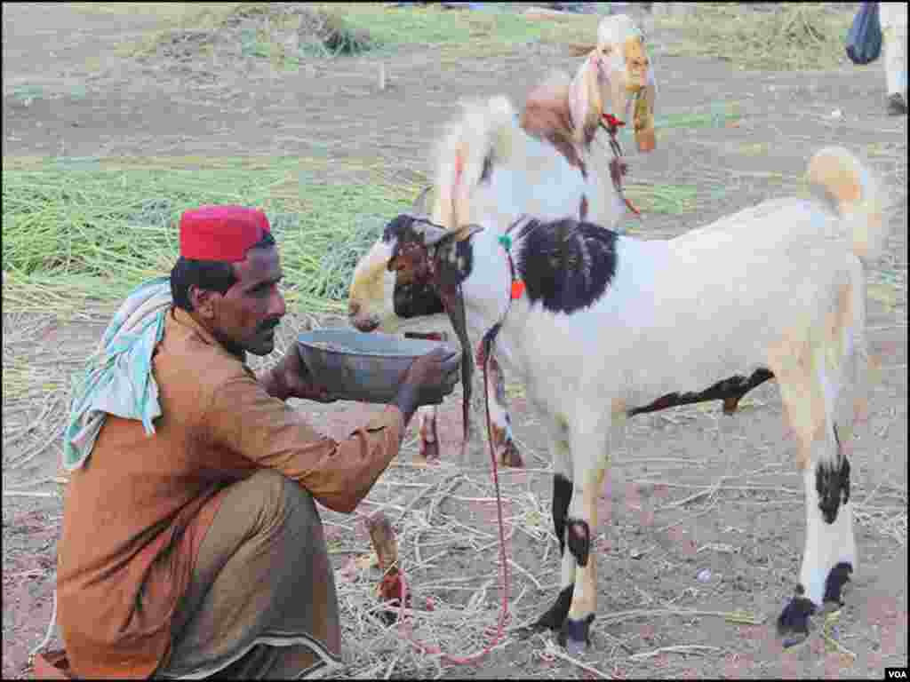منڈی میں موجود بکروں کی قیمت 20 ہزار سے 90 ہزار تک ہے۔ 