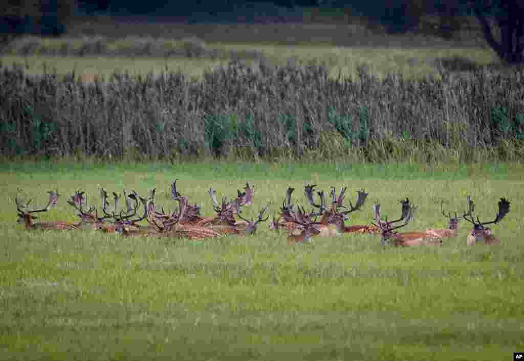 Deer rest on a meadow near the airport in Frankfurt, Germany.