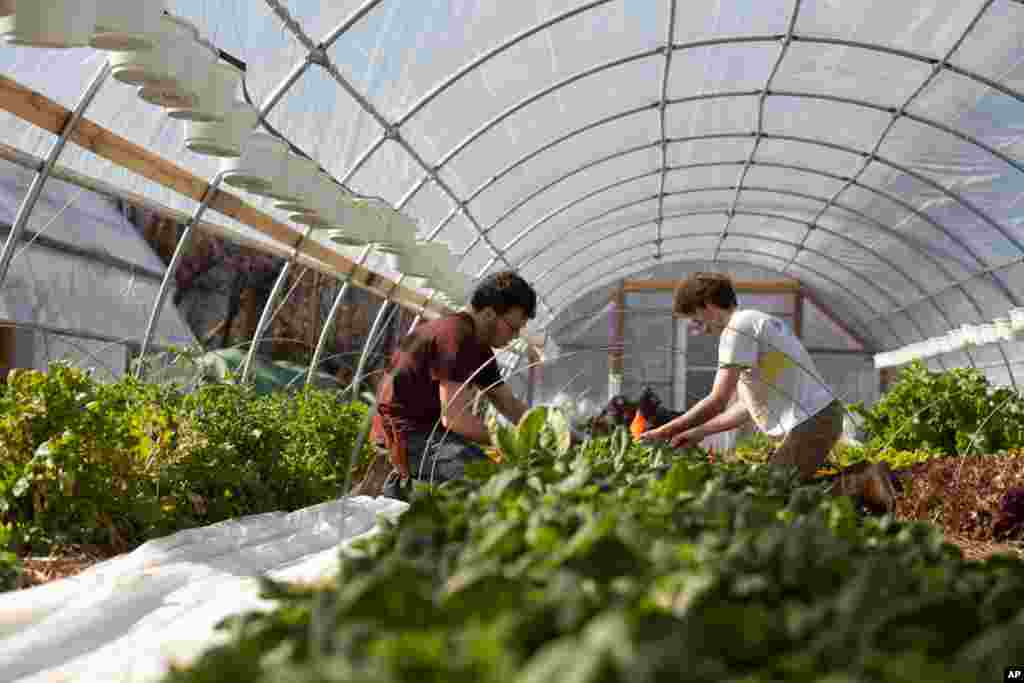 EcoCity Farms grower and builder Adam Schwartz with another volunteer as they harvest spinach. (Alison Klein/VOA)
