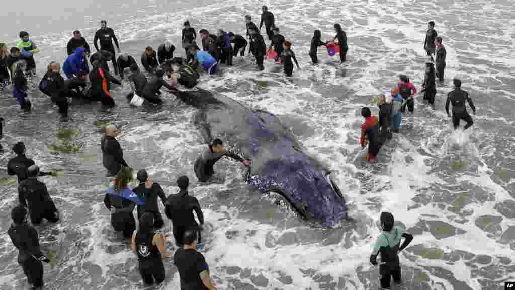 Members of the Argentine Naval Prefecture and volunteers work on rescuing a stranded humpback whale in Mar del Plata, Argentina, April 8, 2018.