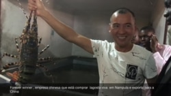 Empresa chinesa exporta lagosta viva de Moçambique