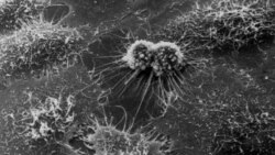 HeLa cells as seen through a powerful microscope