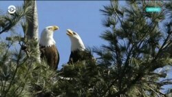 Птичья драма